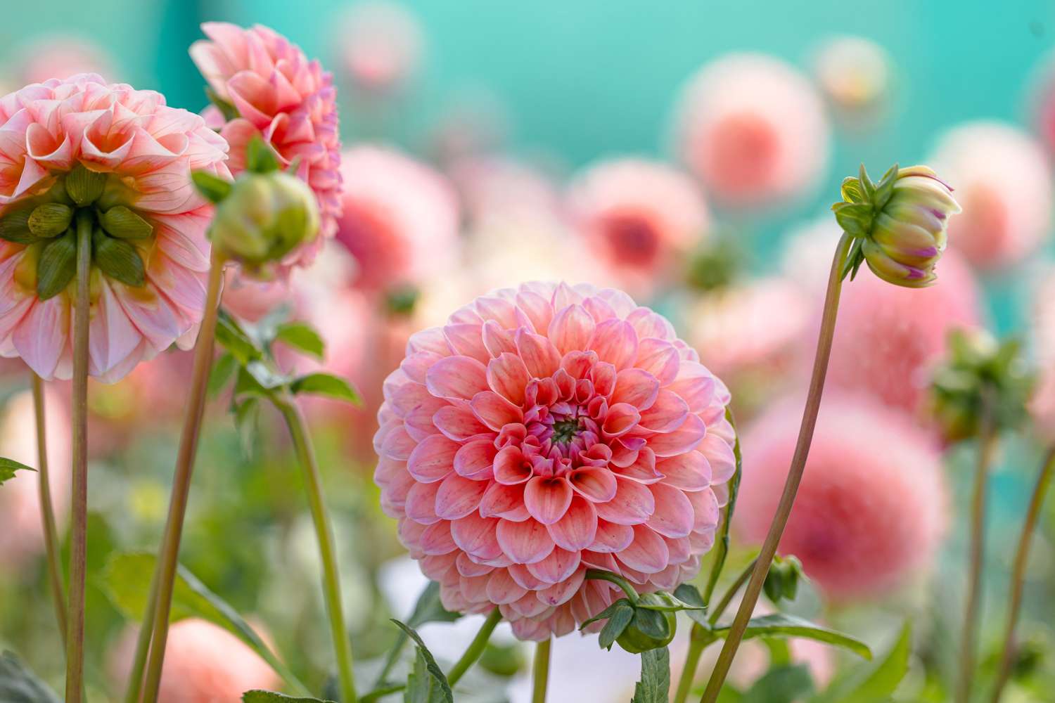 Dahlie ‘Natalie G’ - Dahlia